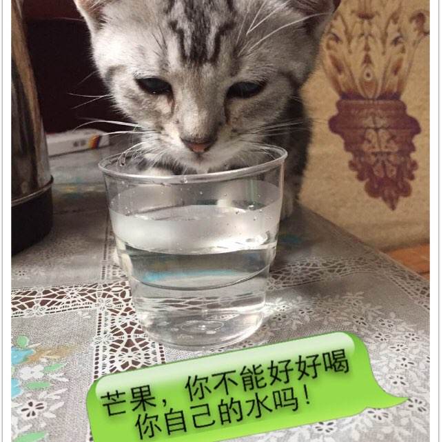 买假利兹城市学院学位证